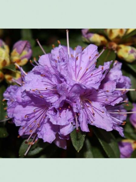 Rhododendron ferrugineum 'Luisella' / Rhododendron 'Luisella'