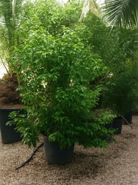 Cinnamomum camphora (Kampferbaum/Kampferlorbeer) 300–350 cm C90, mehrstämmiger Kübelbaum mit dichtem, grünem Laub