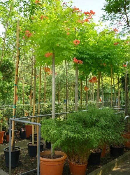 Große Trompetenblume Campsis tagliabuana 'Mme Galen' Hochstamm im Container, mit grünem Laub und orangefarbenen Blüten.