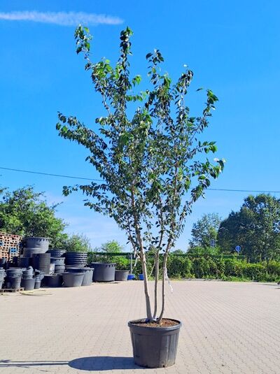 Tokyo-Kirsche 400-450 cm mehrstämmig / Prunus yedoensis (1577200)