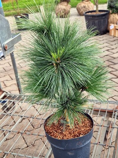 Pinus schwerinii / Schwerin-Kiefer 30-40 cm C4, kompakte Jungpflanze im Topf mit langen, grünen Nadeln