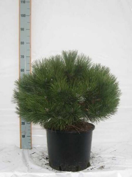 Pinus nigra 'Nana' / Zwerg-Schwarzkiefer 60-80 cm (breit) C30, kompakter Nadelgehölz-Strauch im Container mit dunkelgrünen Nadeln