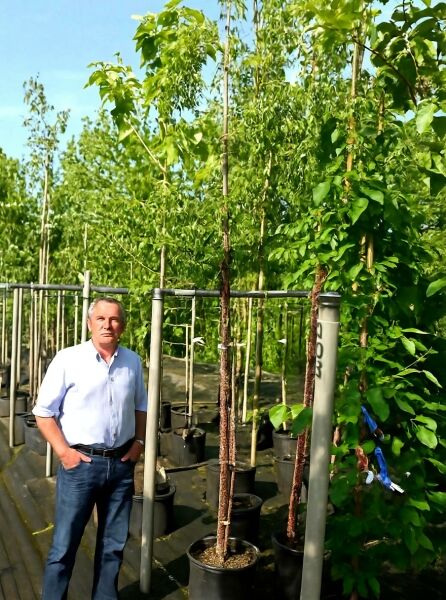 Prunus serrula (Mahagoni-Kirsche) Hochstamm 10-12 StU mit Drahtballen, im Container kultiviert, aufgebunden an Stütze.