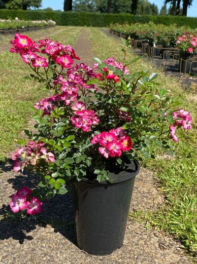 Bodendeckerrose 'Lupo' (Rosa 'Lupo') im schwarzen Topf, dicht verzweigt mit zahlreichen pinkfarbenen Blüten und dunkelgrünem Laub (C3)