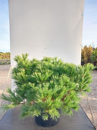 Pinus strobus 'Minima' / Weymouths-Kiefer 'Minima', kompakter Nadelstrauch im Topf, 60-80 cm, C30