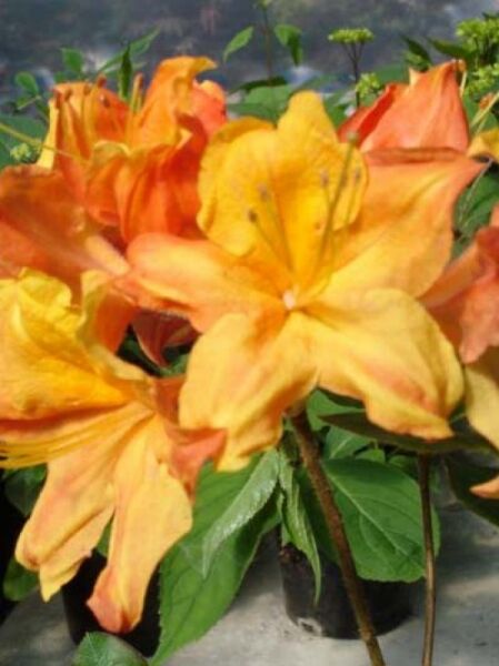 Laubabwerfende Azalee 'Glowing Embers' / Azalea luteum 'Glowing Embers' (Knapp-Hill)