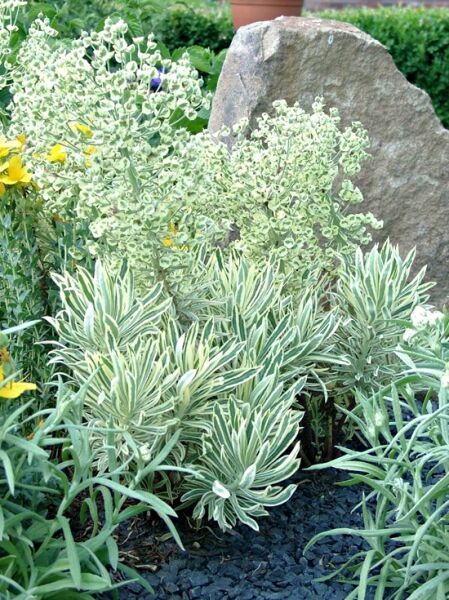Euphorbia characias 'Emmer Green' / Mittelmeer-Wolfsmilch