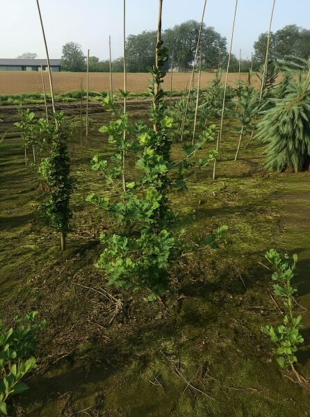 Säulen-Fächerblattbaum Ginkgo biloba 'Menhir', 125–150 cm, mit Ballen, schlanker Wuchs mit fächerförmigen Blättern.