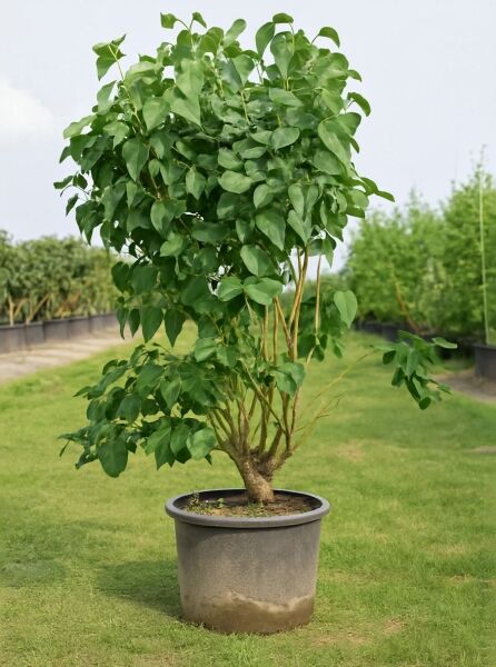 Syringa vulgaris 'Madame Lemoine' (Gartenflieder) 175-200 cm, C35, mehrstämmiger Strauch im Container mit grünem Laub.