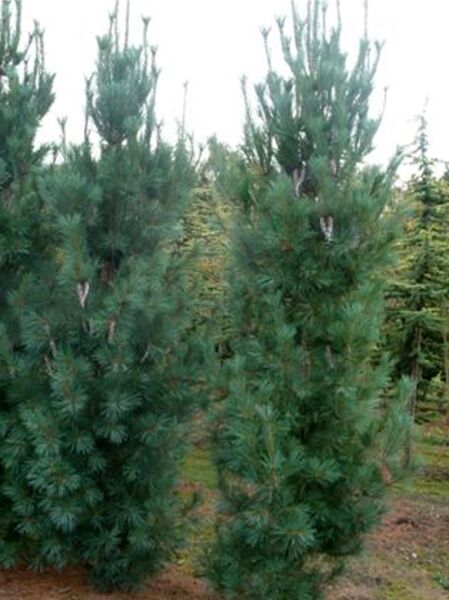 Pinus strobus 'Fastigiata' (Säulen-Weymouths-Kiefer), schlank aufrecht wachsender Nadelbaum als Solitär, 300–350 cm mit Drahtballen
