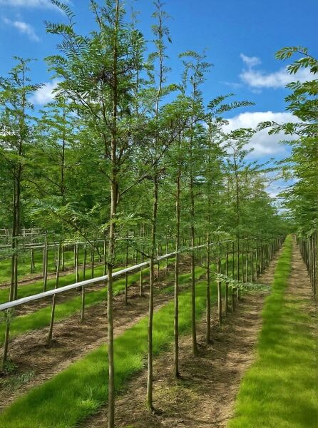 Sorbus vilmorinii / Vielfiedrige Eberesche Hochstamm 10-12 StU m. Db., junger Baum in Baumschulreihe mit gefiedertem Laub