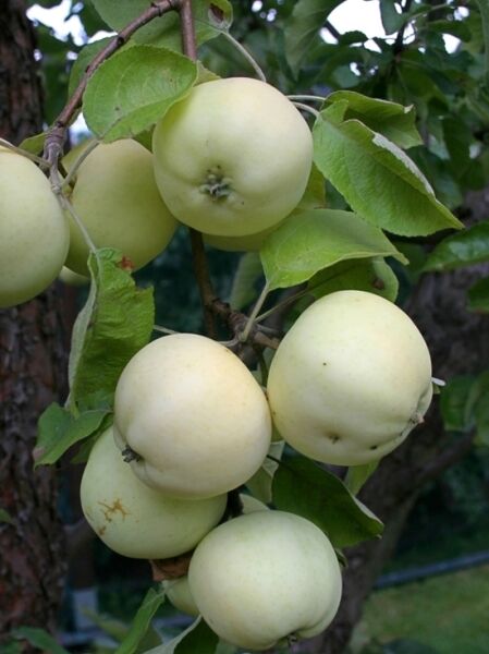 Weißer Klarapfel / Klarapfel / Weißer Klarapfel / Klarapfel