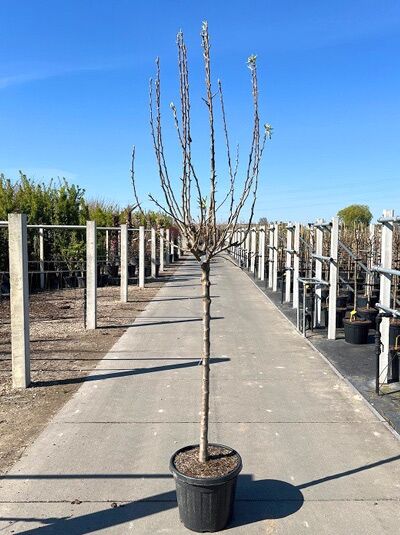 Pyrus communis 'Beurré Hardy' / Birne 'Beurré Hardy' Halbstamm 12-14 StU im Container, junger Baum mit aufrechtem Kronenaufbau