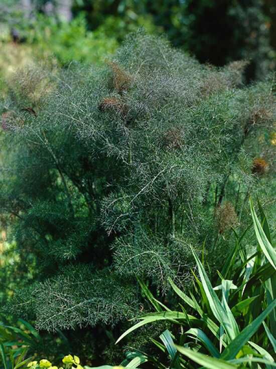 Fenchel 'Giant Bronze' / Foeniculum vulgare 'Giant Bronze' kaufen