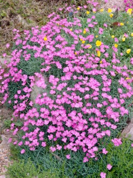 Pfingst-Nelke 'Pink Jewel' / Dianthus gratianopolitanus 'Pink Jewel'