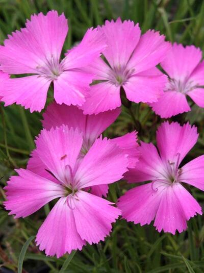 Pfauen-Nelke / Dianthus pavonius