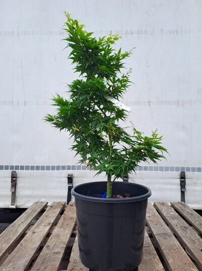 Grüner Zwerg-Fächer-Ahorn 'Mikawa yatsubusa' 80-100 cm / Grüner Zwerg-Fächer-Ahorn 'Mikawa yatsubusa' 80-100 cm