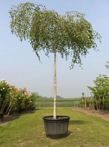 Trauer-Birke 'Youngii' (Betula pendula 'Youngii') im Container, Hochstamm ca. 225 cm, Stammumfang 14–16 cm, hängende Krone.