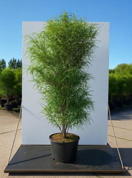 Farnblättriger Säulen-Faulbaum 'Fine Line' (Frangula alnus 'Fine Line®') 150–175 cm, C50, im schwarzen Pflanzcontainer.