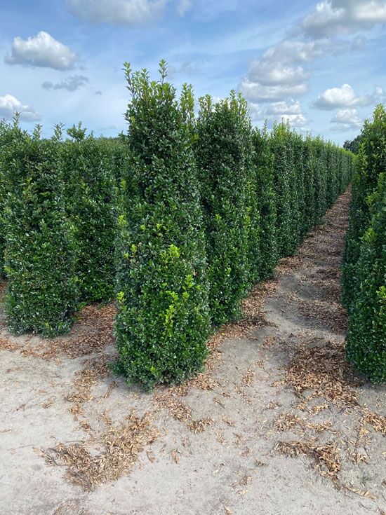 thuja sorten vergleich Lebensbaum Thuja occidentalis Smaragd 180-200 cm Höhe Ballenware
