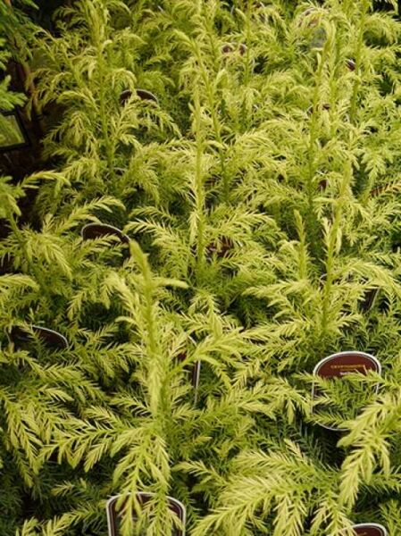 Gelbe Sicheltanne / Cryptomeria japonica 'Sekkan'