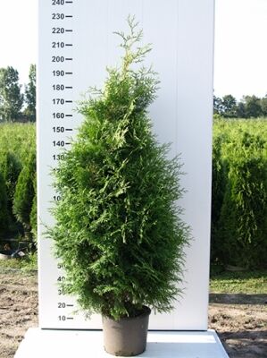 Große Thuja / Lebensbäume ab 300cm Größe günstig kaufen