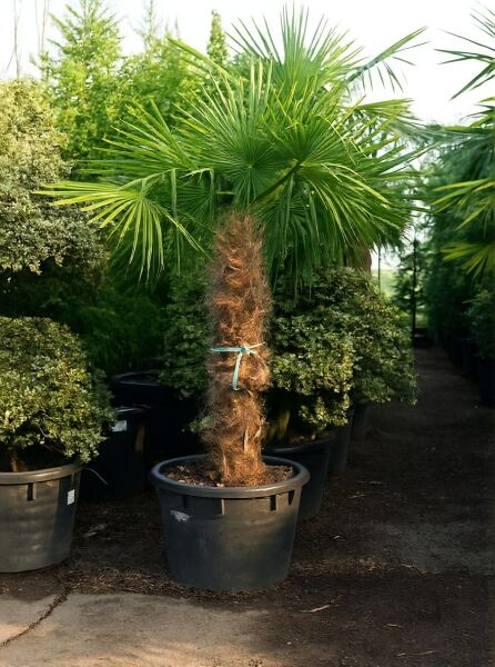 Trachycarpus fortunei (Chinesische Hanfpalme) mit 150 cm Stamm im Pflanzcontainer C160, fächerförmige grüne Wedel