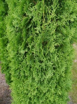 Sulen-Lebensbaum 'Columna' - Thuja occidentalis 'Columna' - Baumschule  NewGarden