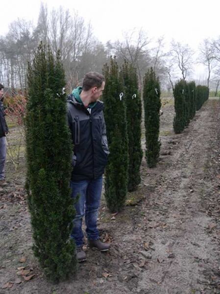 Taxus baccata 'Fastigiata Robusta' / Schmale Säulen-Eibe 175-200 cm m. B., schmaler säulenförmiger Solitär im Feldbestand