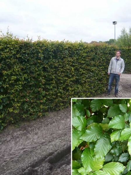 Fagus sylvatica / Rotbuche / Fertighecke / Heckenelement 200 cm