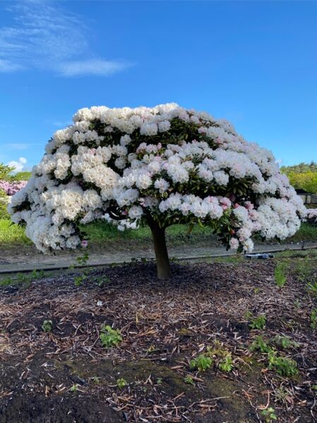 Rhododendron 'Koichiro Wada' auf Stamm / Rhododendron yakushimanum 'Koichiro Wada' auf Stamm
