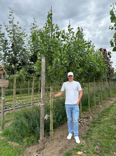 Populus canadensis 'Robusta' (Kanadische Holz-Pappel) Hochstamm 12-14 StU mit Drahtballen, angebunden an Stützpfahl.