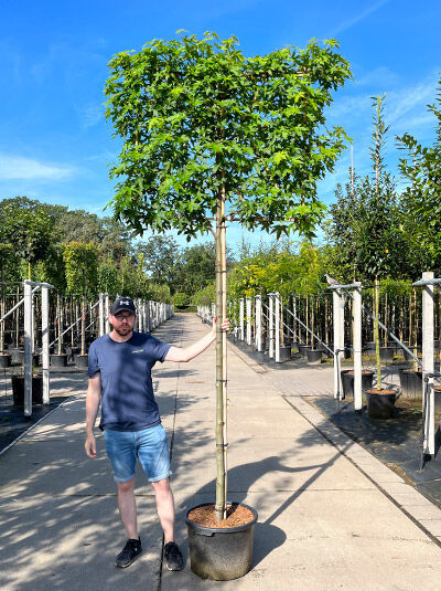 Amberbaum 'HochstammSpalier' H120 B120 T10 (Stamm 200 cm)