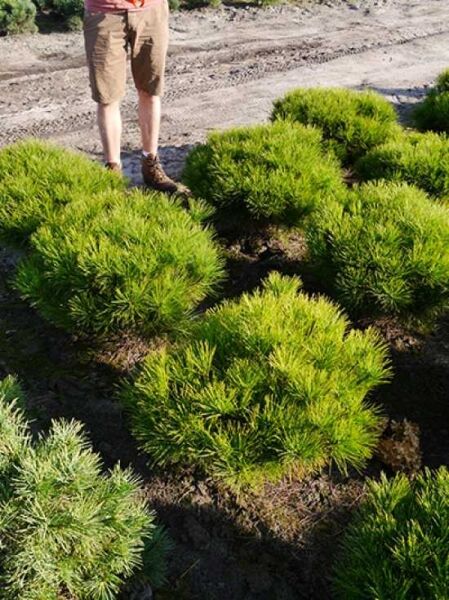 Pinus densiflora 'Alice Verkade' / Kiefer 'Alice Verkade' / japanische Strauchkiefer
