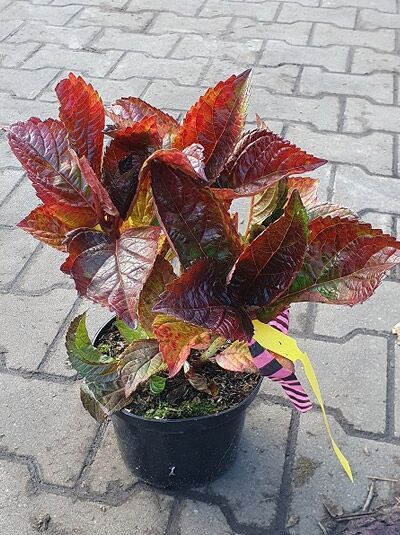 Bauern-Hortensie Hydrangea macrophylla 'Merveille Sanguine' 25-30 cm C2 im Topf mit rotbraunem Laub und frischen Trieben