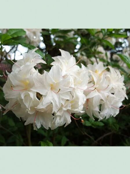 Laubabwerfende Azalee 'Velasquez' / Azalea rustica 'Velasquez'