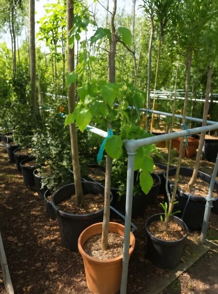 Morus alba 'Pendula' / Hängender weißer Maulbeerbaum 'Pendula', Hochstamm 100 cm, im Topf mit grünen Blättern.