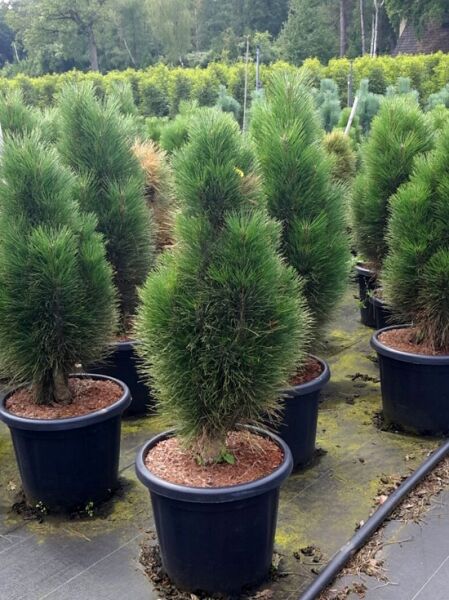 Säulen-Schwarzkiefer 'Green Tower' / Pinus nigra 'Green Tower'
