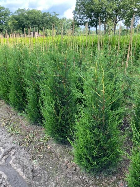 Grüne Bastardzypresse '2001' (Cupressocyparis leylandii '2001'), immergrüner Nadelbaum 150-175 cm mit Ballen im Feldbestand.