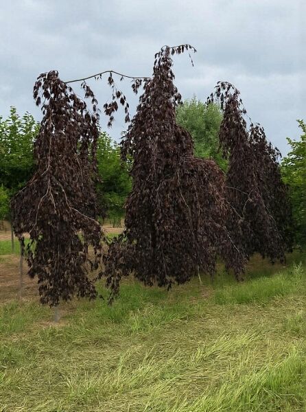 Rote Hängebuche (Fagus sylvatica 'Purple Fountain'), Heister 14–16 STU, dunkles hängendes Laub am Stamm mit Drahtballen.
