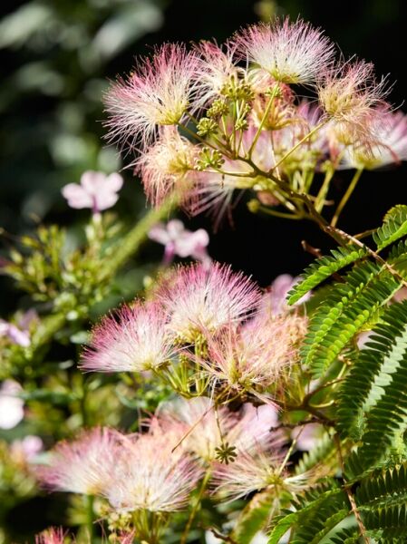 Seidenbaum 'Tropical Dream' / Albizia julibrissin 'Tropical Dream'®