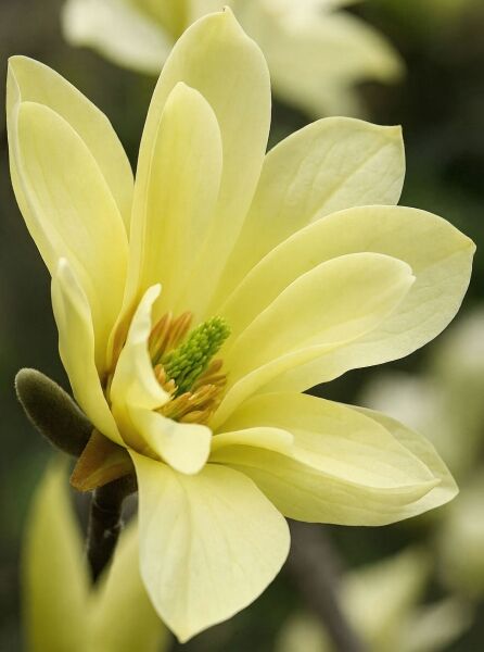 Gelbe Magnolie 'Butterflies' (Magnolia 'Butterflies') mit hellgelber Blüte in Nahaufnahme am Zweig