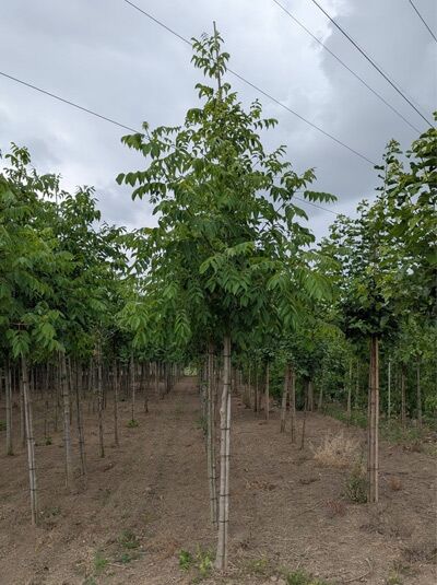 Tetradium daniellii (Euodia hupehensis) Samthaarige Stinkesche/Bienenbaum Hochstamm 12-14 StU mit Drahtballen, belaubt