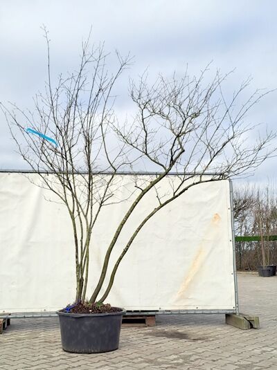 Kupfer-Felsenbirne 200 - 250 cm Schirmform / Amelanchier lamarckii (874945)
