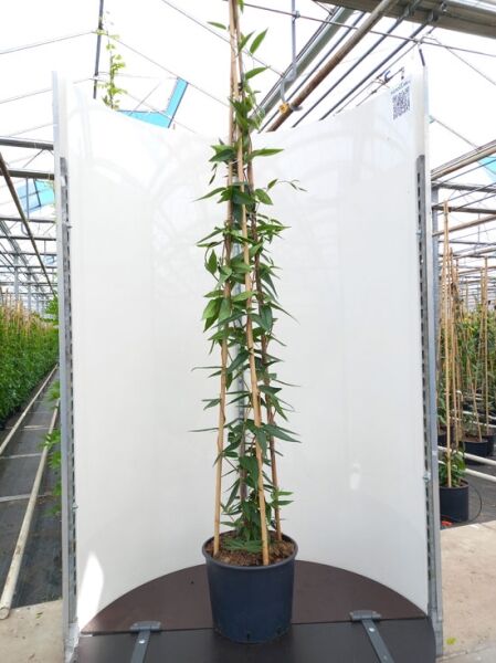 Lonicera henryi / Immergrünes Geißblatt 175-200 cm C20, Kletterpflanze im schwarzen Pflanztopf an Bambusstäben gezogen