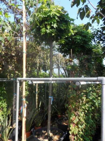 Acer platanoides 'Globosum' Kugel-Ahorn, 200 cm Stamm, 14–16 StU, im Container mit kugelförmiger Krone und grünem Laub