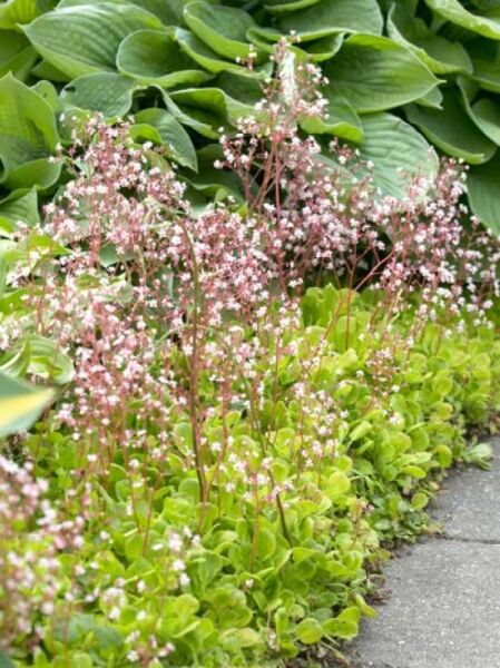 Porzellanblümchen  / Saxifraga urbium