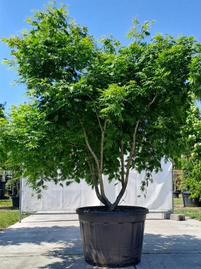 Japanischer Schlitz-Ahorn 200-225 cm im C180 (546615) / Acer palmatum 'Elegans'