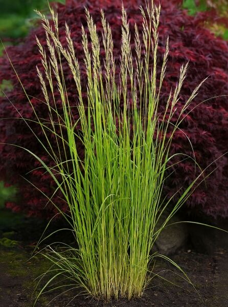 Gestreiftes Garten-Reitgras 'Overdam' (Calamagrostis acutiflora 'Overdam') mit schmalem, grün-weißem Laub und Ährenrispen, C2