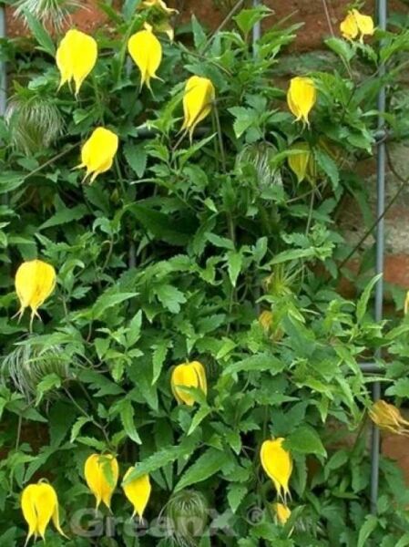 Gold-Waldrebe / Clematis tibetana tangutica